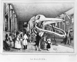 A bálna a párizsi Természettudományi Múzeumban, 1840 körül alkotó: Victor Adam