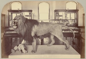 Pl. IX. afrikai oroszlán