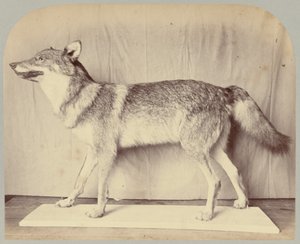 Pl. XII. Európai farkas alkotó: Victor Prevost, Gaston L. Feuardent and Co., New York