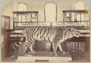Pl. XI. Bengáli tigris