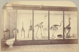 Pl. XV. Fosszilis madarak: Új-Zéland alkotó: Victor Prevost, Gaston L. Feuardent and Co., New York