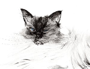 Álmos szem, 2015, (tinta papíron) alkotó: Vincent Alexander Booth