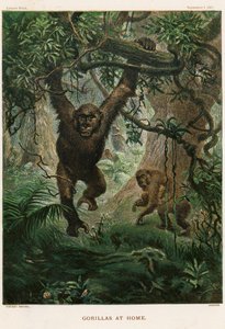 Gorillák otthon