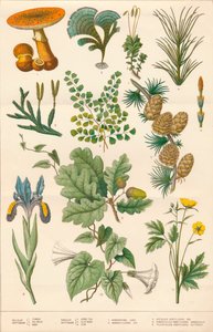 Botanikai illusztráció, 1880-as évek.