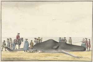 Elmosott sperma (cachelot) a tengerparton Zandvoort és Wijk aan Zee között, 1762. február 20., elölről nézve