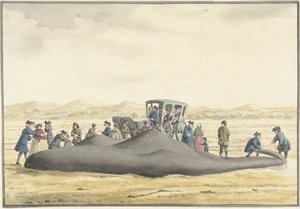 A Zandvoort és Wijk aan Zee közötti tengerparton elmosott sperma bálna, 1762. február 20., hátulról nézve
