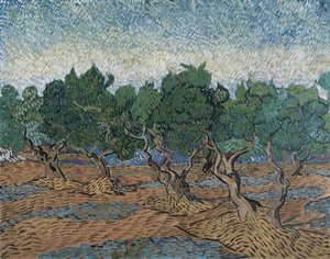Olive Grove alkotó: Vincent van Gogh