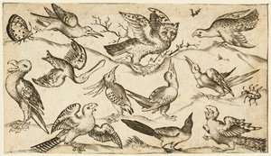 Tizenegy madár és két rovar minimális talajon, kitárt szárnyú bagollyal..., 1572.