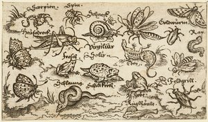 Rovarok, hüllők, csigák és halak minimális talajon, víz az előtérben..., 1572.