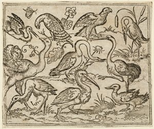 Strucc a bal oldalon kilenc másik madárral, köztük egy gém és egy pelikán..., 1557.