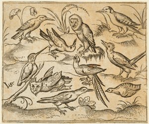 Tíz madár ül ágakon és fűfoltokon, köztük két bagoly és egy madár..., 1557.