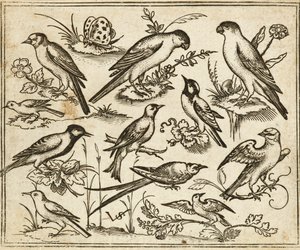 Tizenegy madár ül virágzó lombfoltokon és kis ágakon egy minimális talajon egy pillangóval, a Douce Ornament Prints I. albumából alkotó: Virgilius the elder (after) Solis