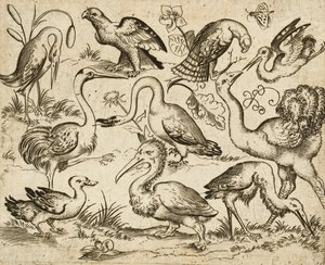 Strucc a bal oldalon kilenc másik madárral, köztük egy gém és egy pelikán, minimális talajon ábrázolva, néhány madár körül lombfoltokkal, a Douce Ornament Prints I. albumából, 1557 után (metszet és rézkarc fektetett papírra) alkotó: Virgilius the elder (after) Solis