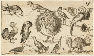 Páva a közepén, körülötte kilenc másik madár, köztük egy pulyka, és egy pillangó egy minimális talajon, egy kis fűfolttal, a Douce Ornament Prints I. albumából alkotó: Virgilius the elder (after) Solis