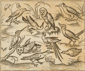Tíz madár ül ágakon és fűfoltokon, köztük két bagoly és egy hosszú farktollas madár csiripelve, fejjel hátrafelé, a Douce Ornament Prints I. albumából alkotó: Virgilius the elder (after) Solis
