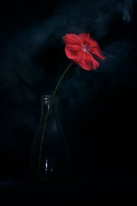 Lenyűgöző vörös virágzás alkotó: Vladimir Pavlovskyy