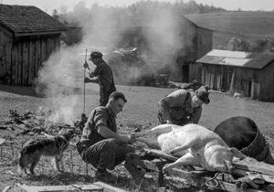 Férfiak előkészítik a levágott sertést a sütéshez egy farmon, Nyugat-Virginia, Nyugat-Virginia