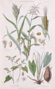 Köles, kukorica, hajdina és taro, illusztráció William Rhind A History of the Vegetable Kingdom című művéből (1797-1874), 1872-es színes metszet. alkotó: W.H. Fitch