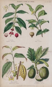 Kávé; Tea; Csokoládé; Kenyérgyümölcs (színes gravírozás)