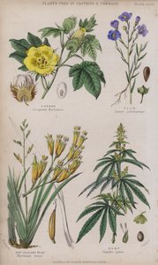 Pamut; Len; Új-zélandi len; Kender (színes metszet)