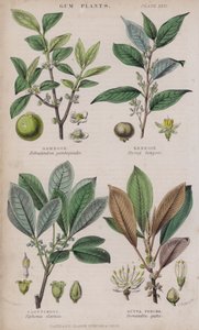 Gumigyanta; benzoin; Kaucsuk; Gutta Percha (színes metszet)