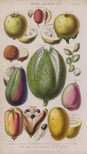 Gujávafa; Zsidótövisbogyó; Mangosztán; Licsi; pisztácia; Avokádó körte; Távolságok; maláj alma; Eki Gyümölcsök és Nutus; Szeretnék (színes gravírozás)