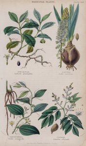 Ipekakuána; Csillagvirág; Sarsaparilla; Copaiba (színes metszet)