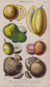 Mammee; Papája fa; Savanyú Sop; néger őszibarack; Granadilla; Zabucajo (a fedél felemelve) Gyümölcs és dió; Brazil dió és gyümölcs (színes gravírozás)