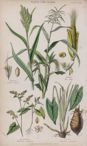 Köles; Kukorica; Hajdina; Taro (színes metszet)