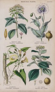 perui kéreg; Ópium mák; Scammony; Nux Vomica (színes metszet)
