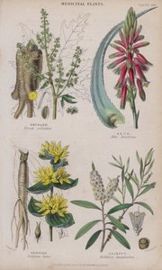 Rebarbara; Aloé; Tárnics; Cajeput (színes metszet) alkotó: W. Fitch
