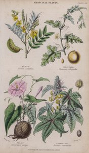 Senna; Colocynth; Jalap; Ricinusolaj (színes gravírozás)