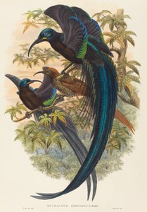 Epimachus speciosus (sarlócsőrű paradicsommadár) alkotó: W. Hart