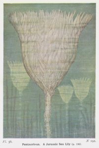 Pentacrinus, egy jura tengeri liliom (színes litó) alkotó: W. J. Stokoe