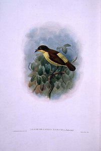 Loboparadisea serica, Vízicsőrű Paradicsommadár (színes litho) alkotó: W. and Keulemans J.G. Hart