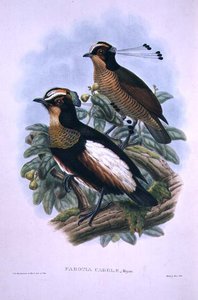Carola királynő hatvezetékes paradicsommadara (színes litó) alkotó: W. and Keulemans J.G. Hart