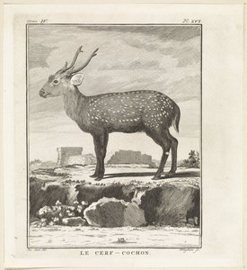 Hert Le Cerf-Cochon (cím az objektumon) alkotó: W. Tringham