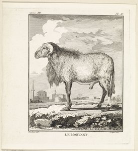 Ram Le Morvant (cím az objektumon) alkotó: W. Tringham