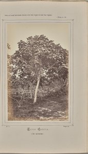 Ficus carica, Nizzában (Alpes-Maritimes) alkotó: W. de Bray