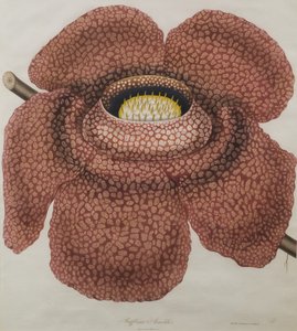 Rafflesia arnoldii virága alkotó: Waldell