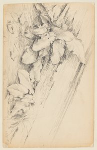 Study of Plants and Rotten Tree Trunk, 155th Street
