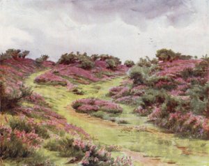 Az új erdő: Bell Heather a Setley-síkságon (színes litó) alkotó: Walter Frederick Roofe Tyndale