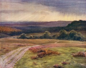 Az új erdő: Boldrewood Walk, Puck Pitts, a Fritham Roadról (színes litho) alkotó: Walter Frederick Roofe Tyndale