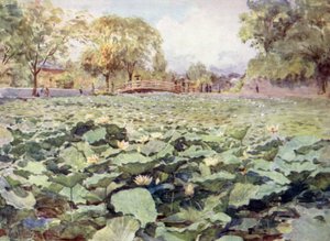 Fehér lótusz, a várárok, Kofu alkotó: Walter Frederick Roofe Tyndale