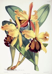 Cattleya Dowiana, 1862-1877 körül