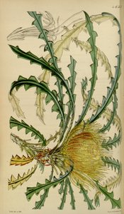 Curtis Botanikai Magazinja – 4633. tábla – Dryandra nobilis
