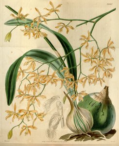 Encyclia candollei