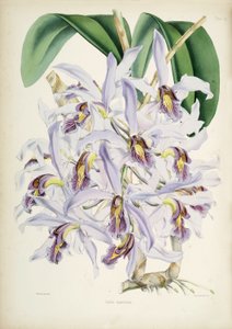 Schomburgkia superbiens illusztrációja (eredetileg Laelia superbiens)
