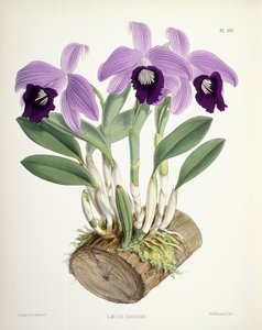 Laelia Dayana, 1882-1897 körül