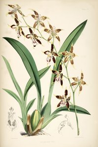 Odontoglossum hallii